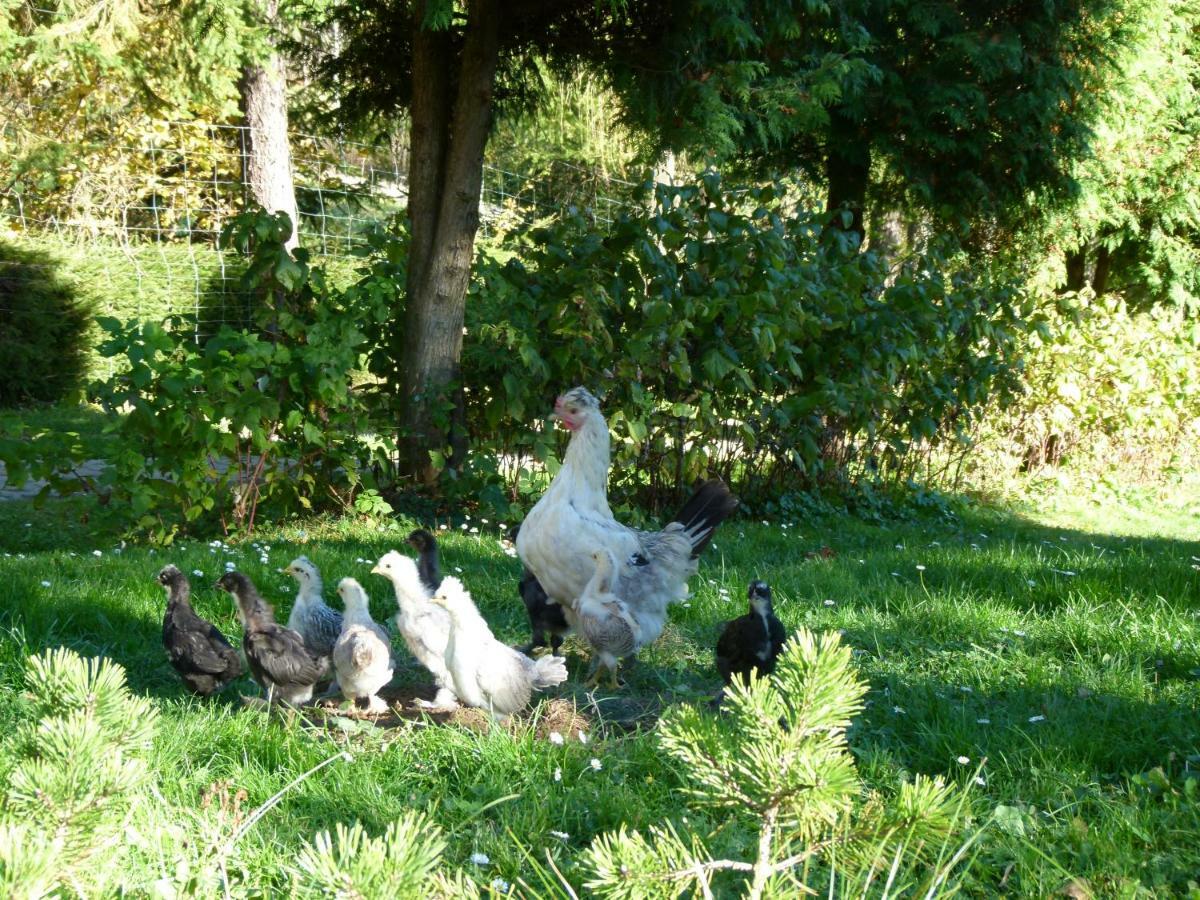 Agroturystyka U Psotki Kuzmina Ngoại thất bức ảnh